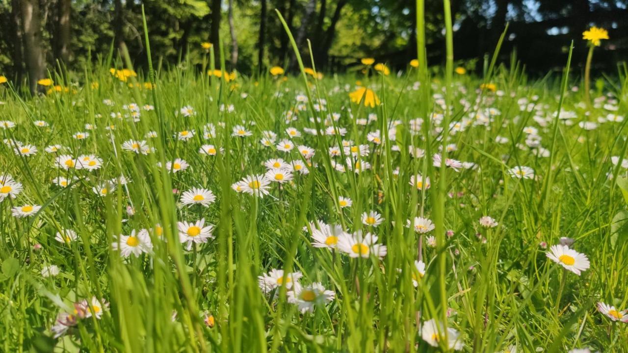 Chata Pietraszyna Koniaków Dış mekan fotoğraf