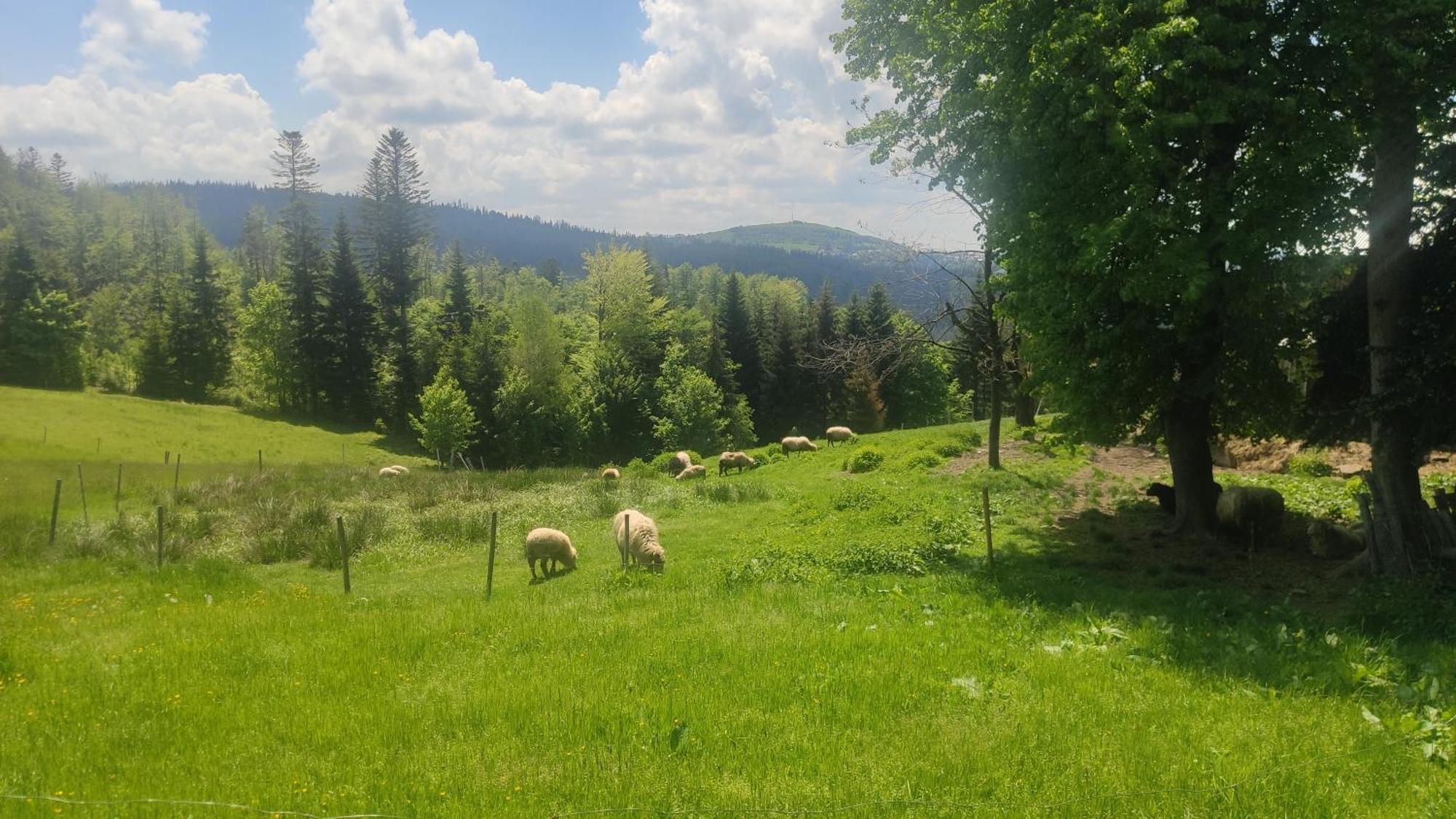 Chata Pietraszyna Koniaków Dış mekan fotoğraf