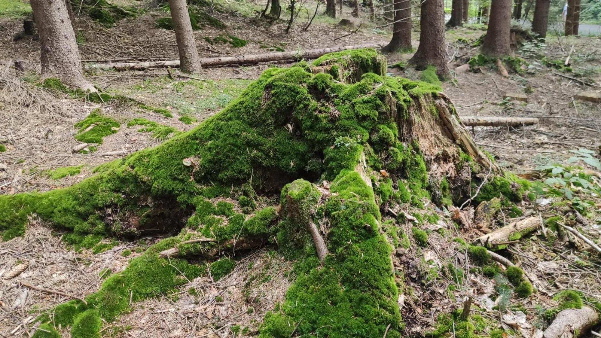 Chata Pietraszyna Koniaków Dış mekan fotoğraf